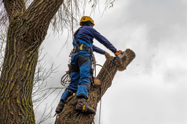 Best Tree Preservation Services  in Floral Park, NY